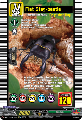 Flat Stag-beetle